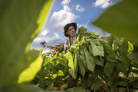 Tobacco harvesting - Vinales, Cuba