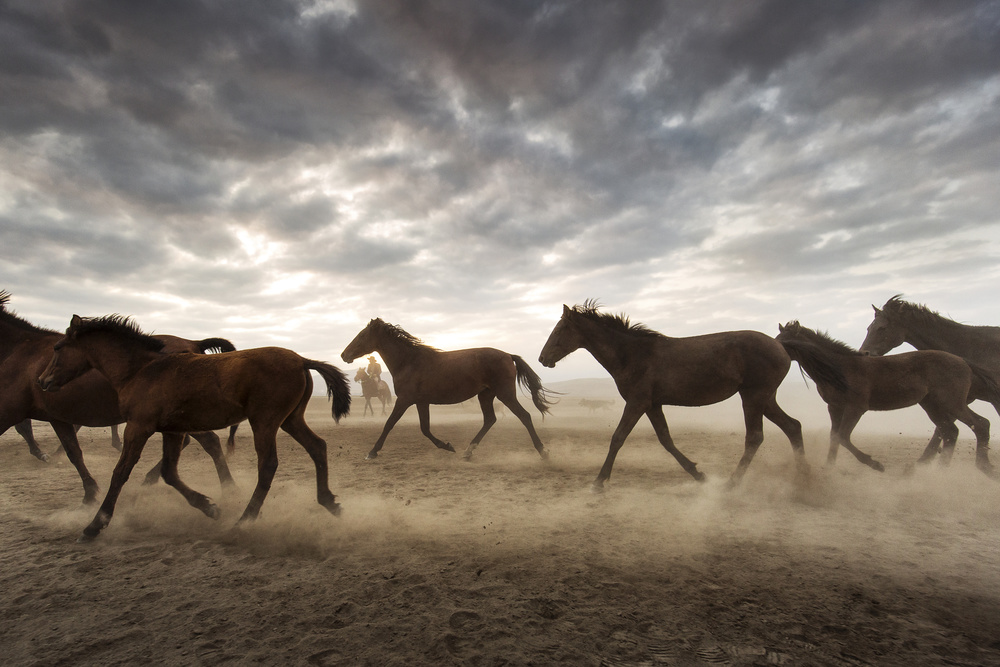 Wild horses od Dan Mirica