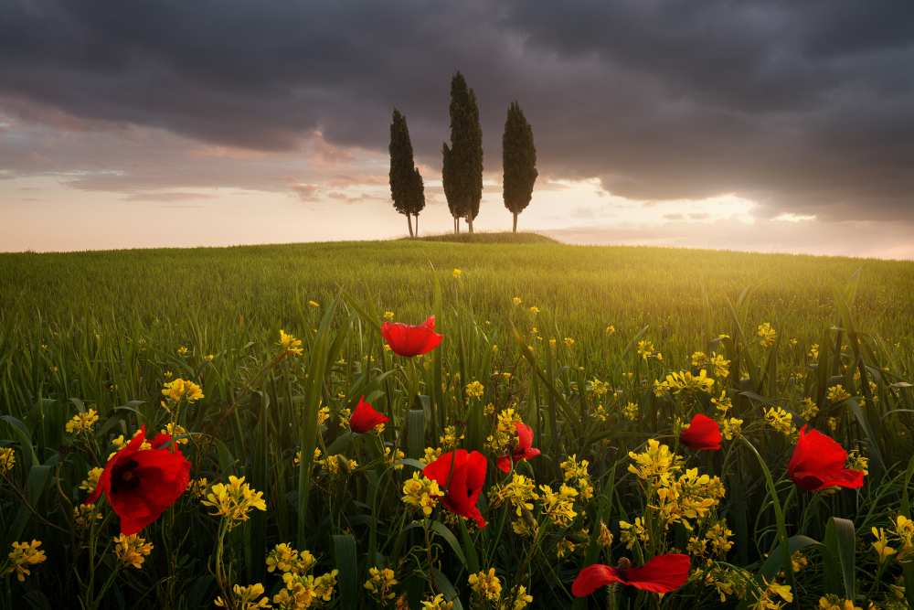 Blooming Tuscany od Daniel Rericha