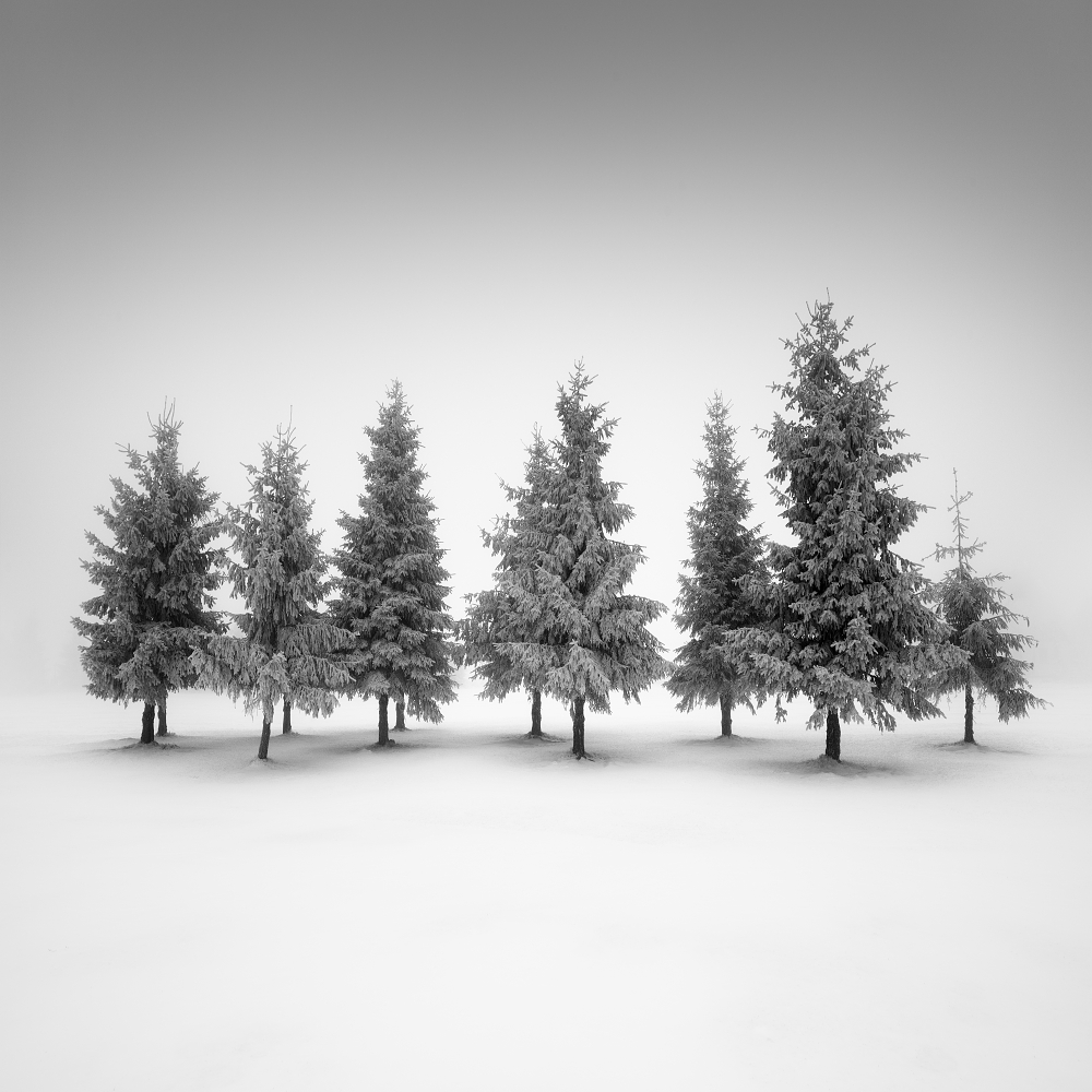 Spruce grove.... od Daniel Rericha