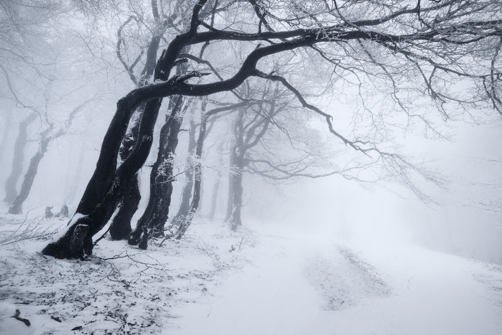 In the winter forest od Daniel Rericha
