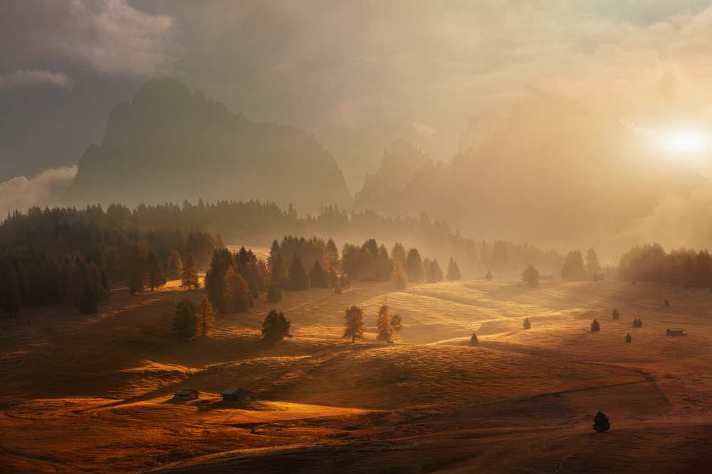 Morning on alpine meadow od Daniel Rericha