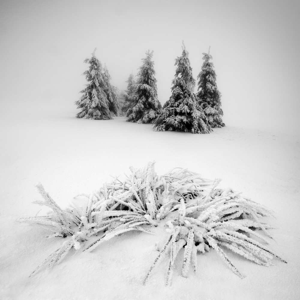 Winter scenery od Daniel Rericha