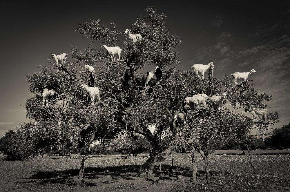 Argan loving goats od Dario Puebla