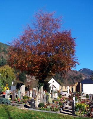 Friedhof od Daum Daniel