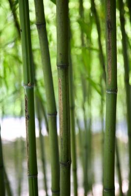 Bamboo Verticals od Dave Frederick