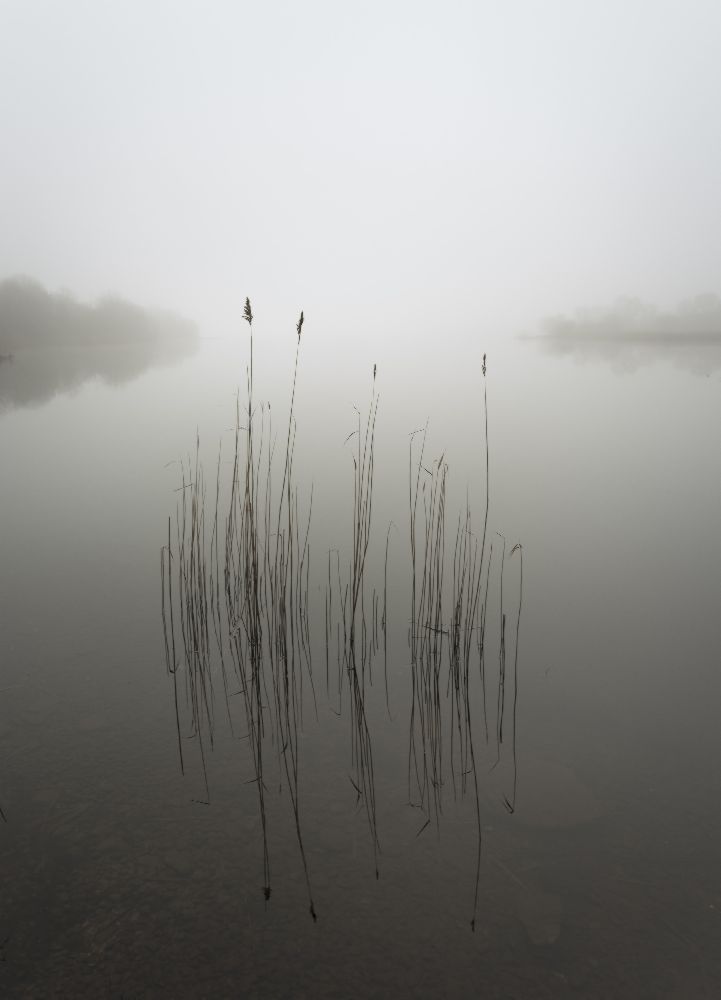 Reeds in the mist od david ahern