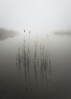 Reeds in the mist