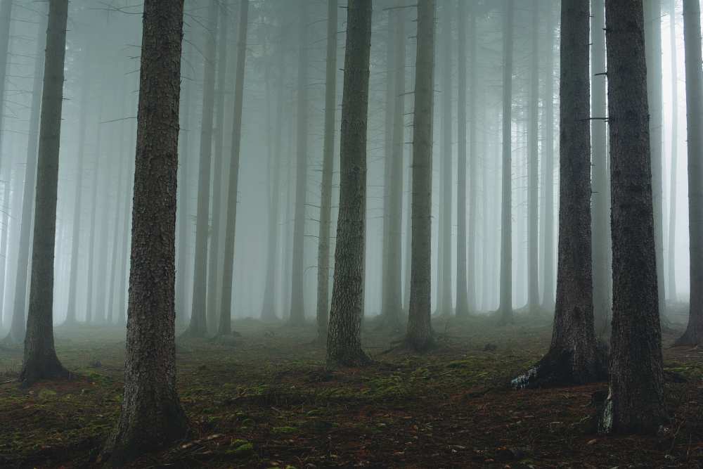 Foggy forest od David Charouz