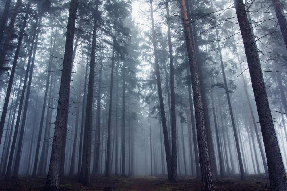 Mysterious foggy forest. od David Charouz