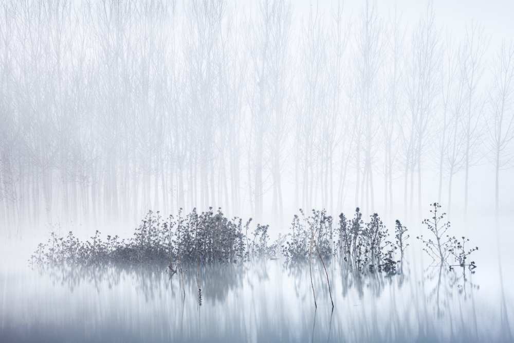 Cold & Foggy Morning in the Swamp od David Frutos