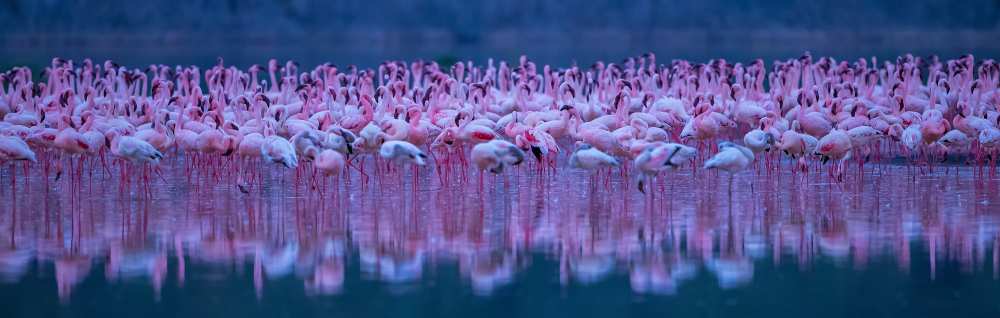 Flamingos od David Hua