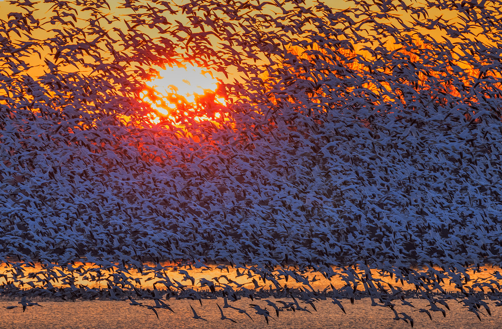Snow Geese Flying in Sunrise od David Hua