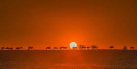 Wildebeests Walking in Golden Light