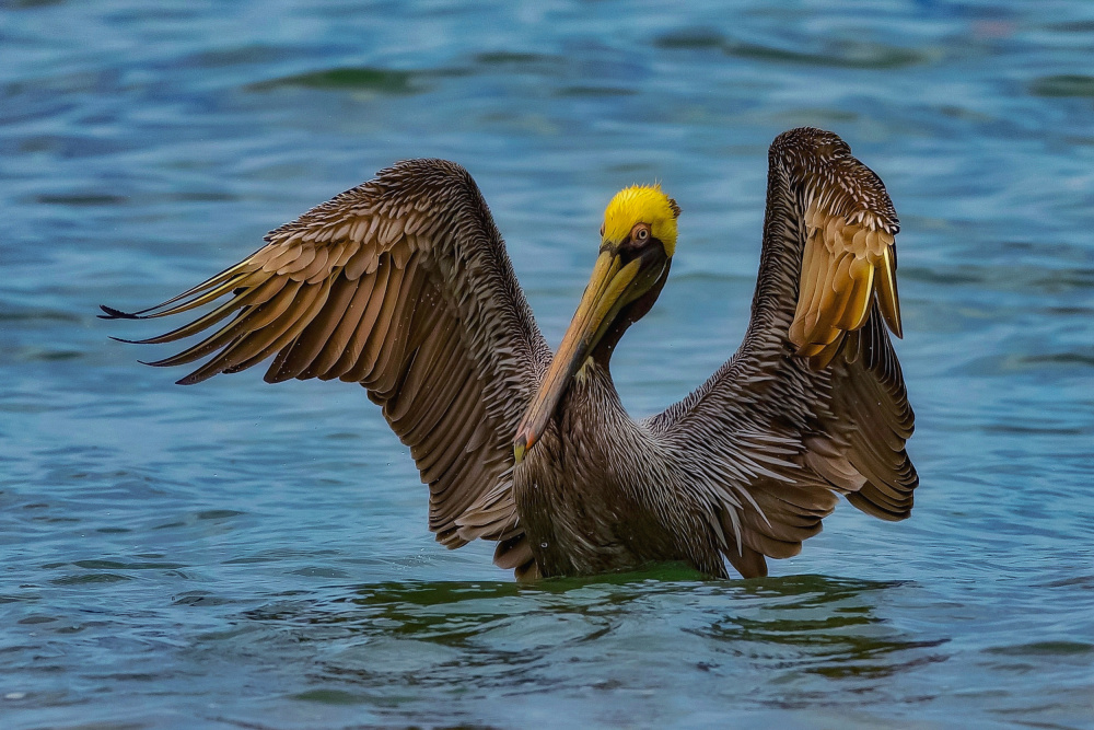 Brown pelican od David Manusevich