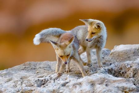 Fox family