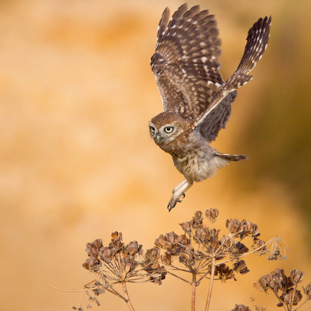 Little Owl od David Manusevich