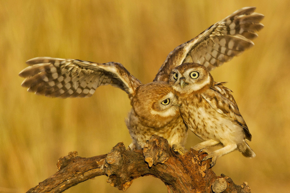 Little Owls od David Manusevich