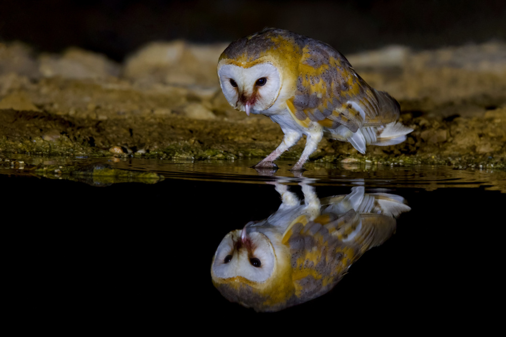 Barn owl od David Manusevich