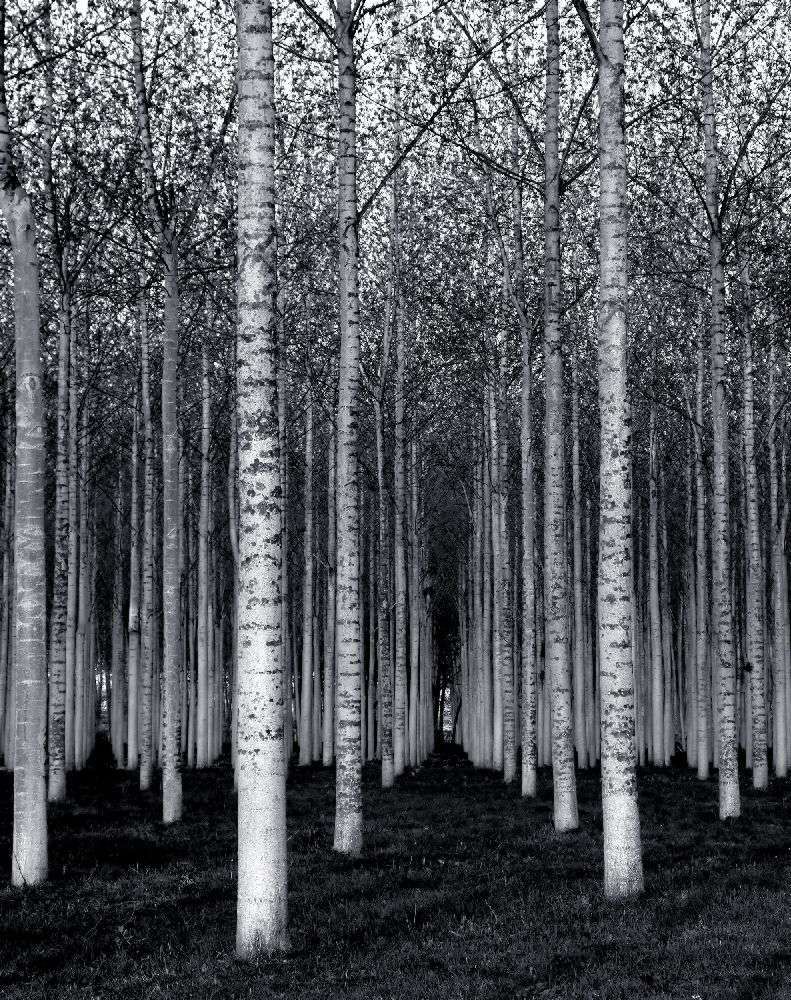 The Forest For The Trees od David Scarbrough