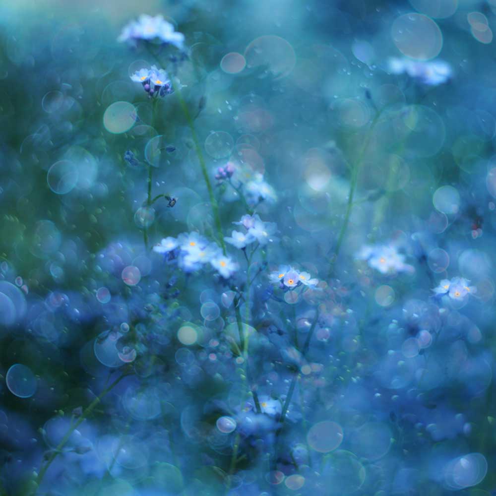 Blue Serenity od Delphine Devos