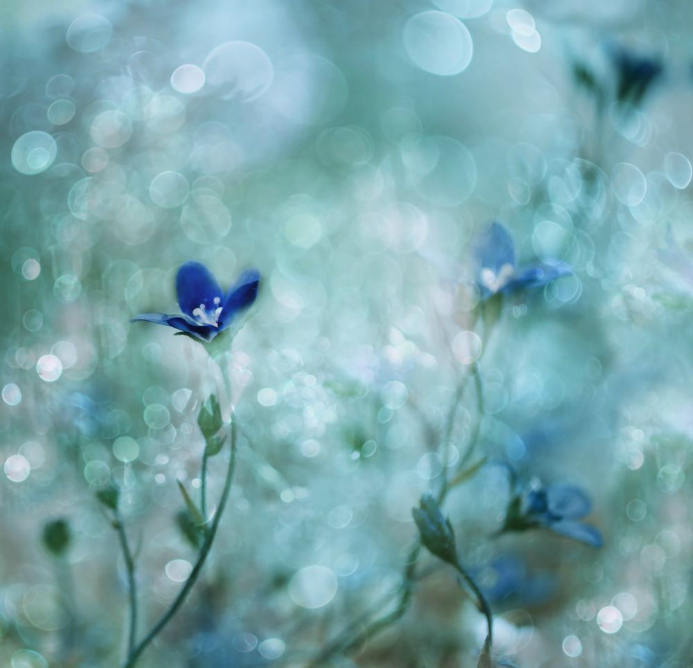 Blue Dream Land od Delphine Devos