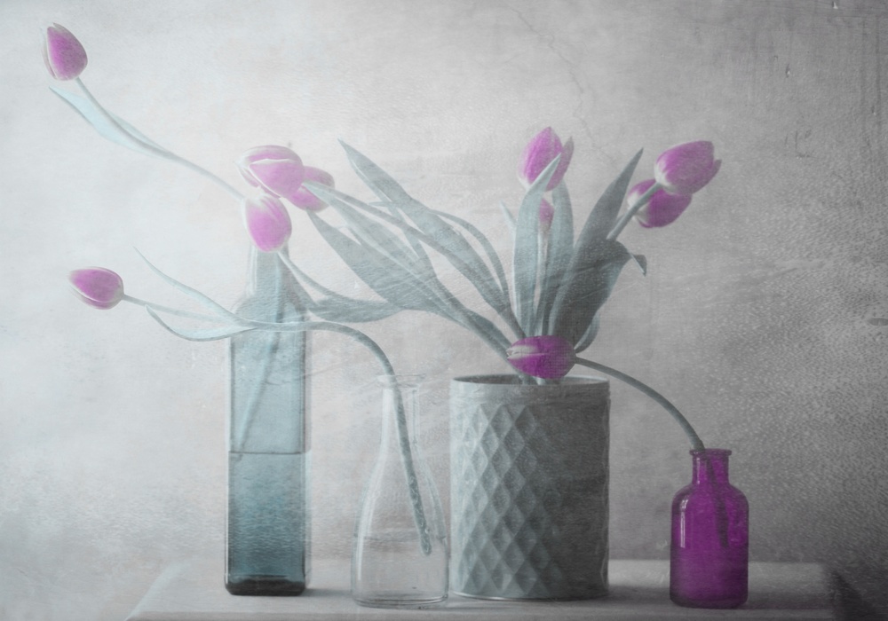 Purple Tulips od Delphine Devos