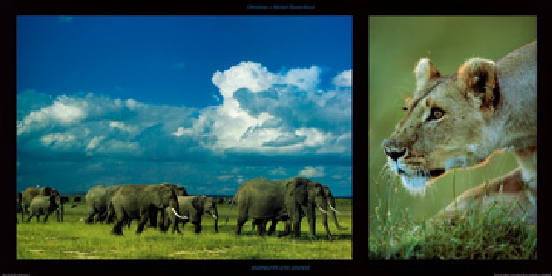 Elephants and Lioness od Denis-huot