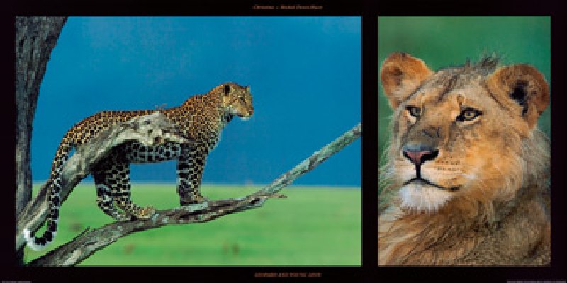 Leopard and Young Leon od Denis-huot