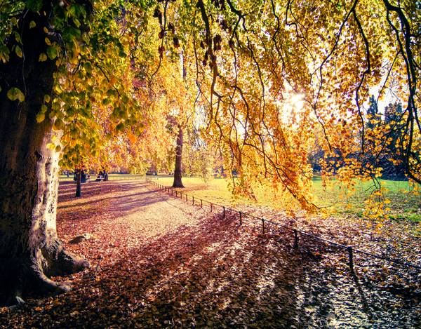 Farbenprächtiger Herbstbaum im Sonnenlicht in Leipzig.jpg (24116 KB)  od Dennis Wetzel