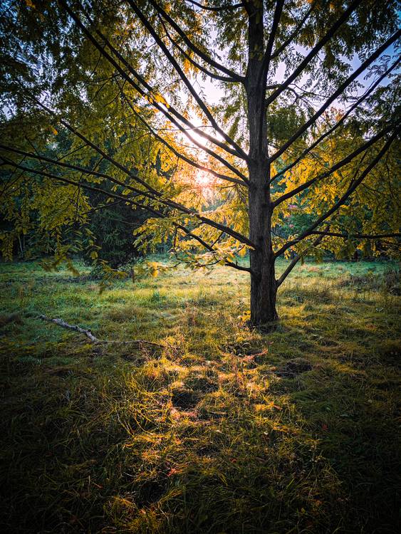 Herbstsonne im Wald bei Leipzig od Dennis Wetzel