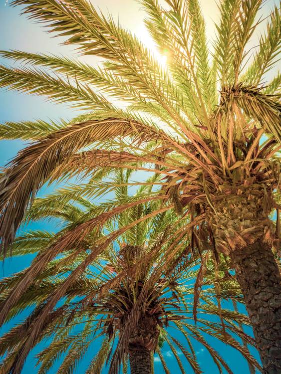 Palmenwedel im Sonnenlicht, Palme in der Sonne od Dennis Wetzel