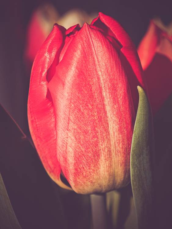 Rote Tulpe Bild 1 od Dennis Wetzel