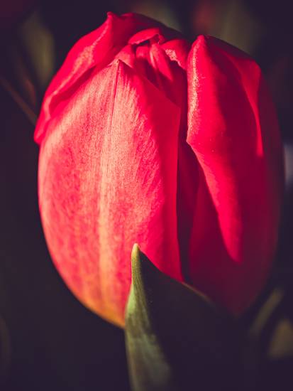Rote Tulpe im Sonnenlicht, Bild 2