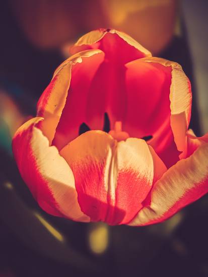 Rote Tulpe im Sonnenlicht, Blüte geöffnet.