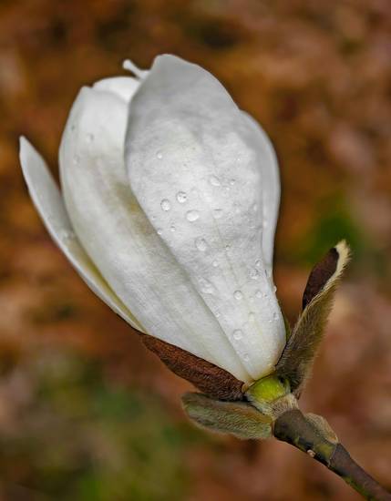 Weiße Magnolien Blüte mit Regentropfen