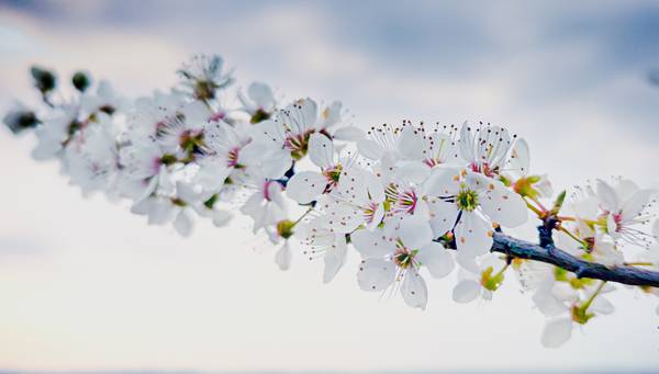 Kirschblüten Zweig.jpg (5722 KB)  od Dennis Wetzel
