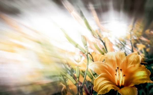 Yellow Flowers od Dennis Wetzel
