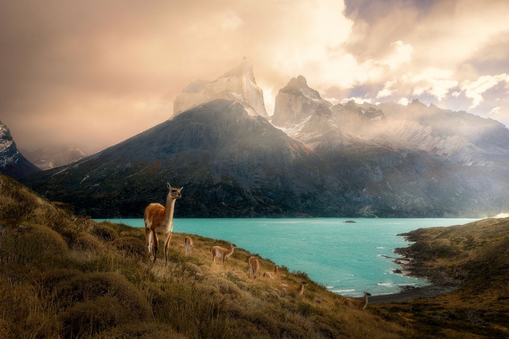 Alpaca at Torres del Paine II od Dennis Zhang