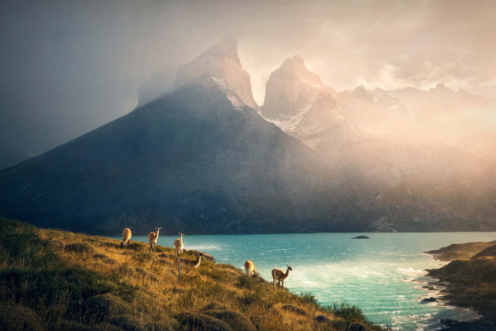 Alpaca at Torres de Paine od Dennis Zhang