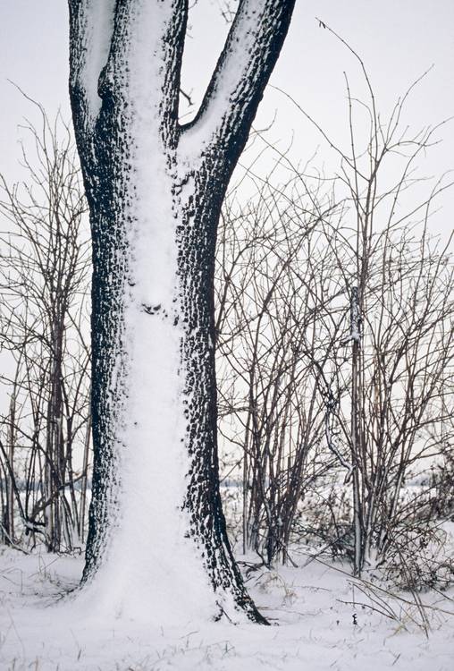 Wintermosaik od Joachim W. Dettmer