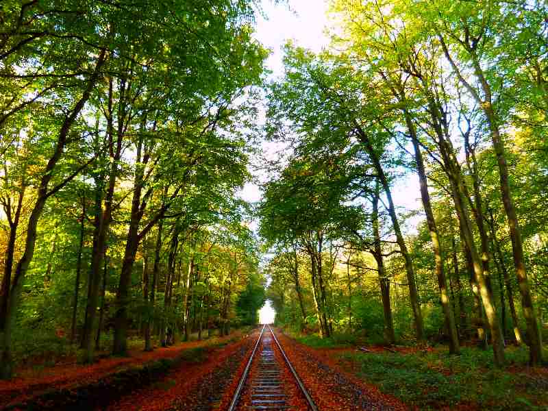 Museumseisenbahn durch den Wald von Hage od Christophe Didillon