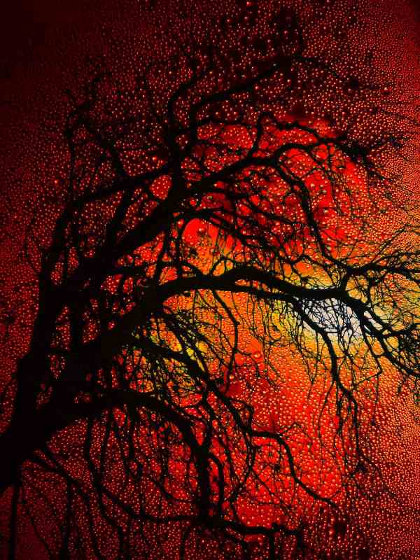 Sunset Tree od Christophe Didillon