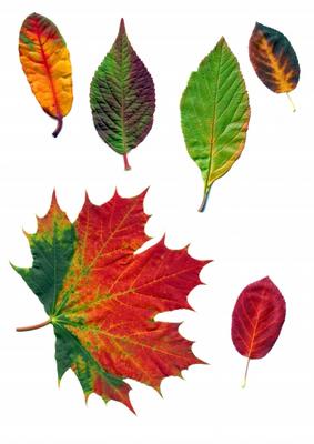 Herbstfärbung od Dietmar Stübing