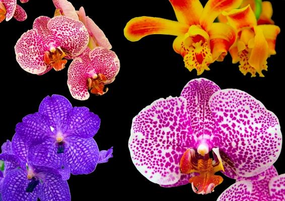 Orchideen od Dietmar Stübing