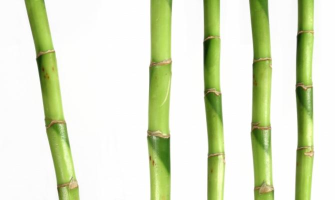 Bambus od Dietrich Pietsch