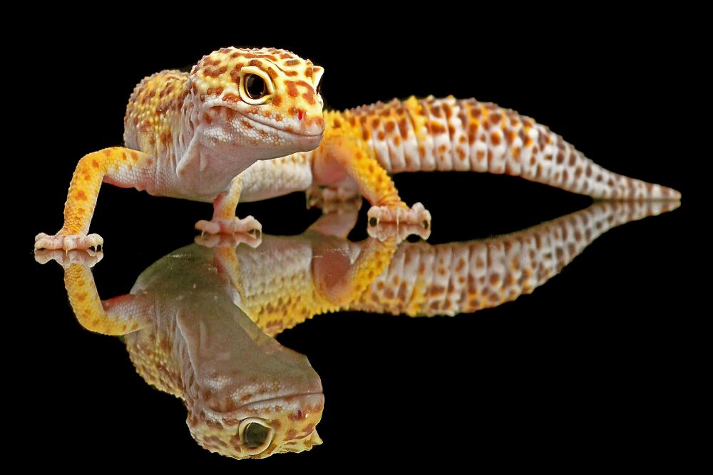 Leopard Gecko od Dikky Oesin