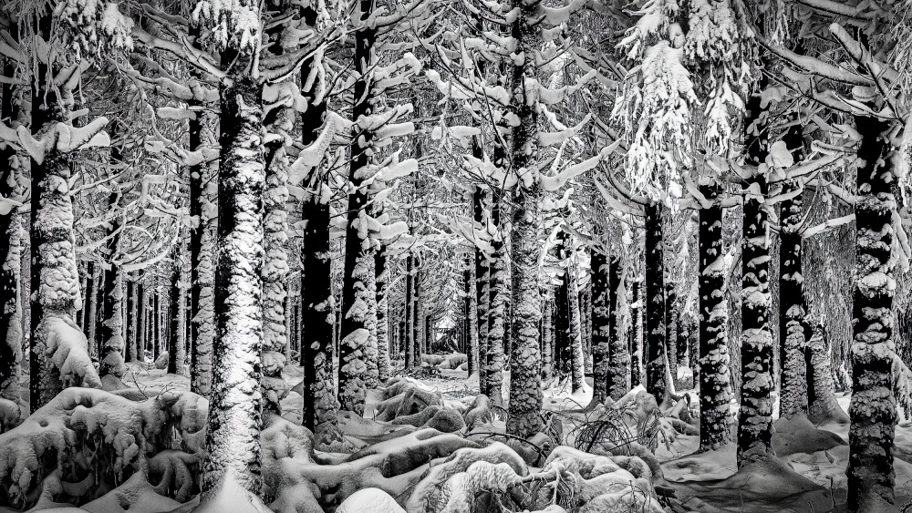 Winter Forest od Dimitar Genchev