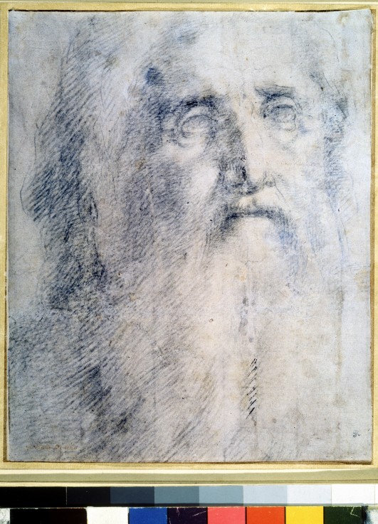 Study of an old Man's head with a beard od Domenico Beccafumi