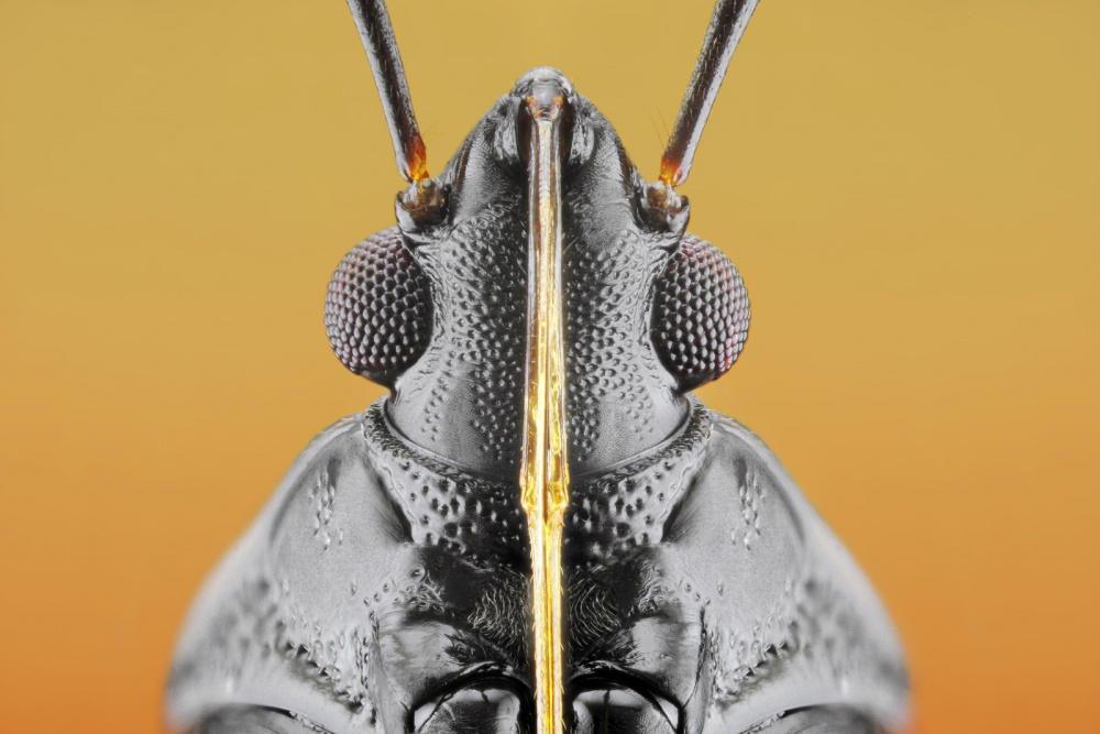 Plant Bug (Fulvius imbecilis) od Donald Jusa